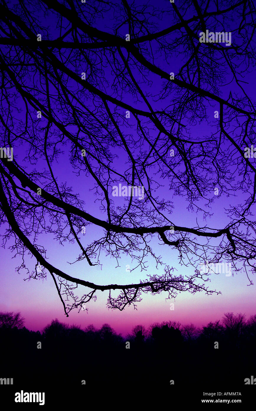 Tree Abstract Stock Photo