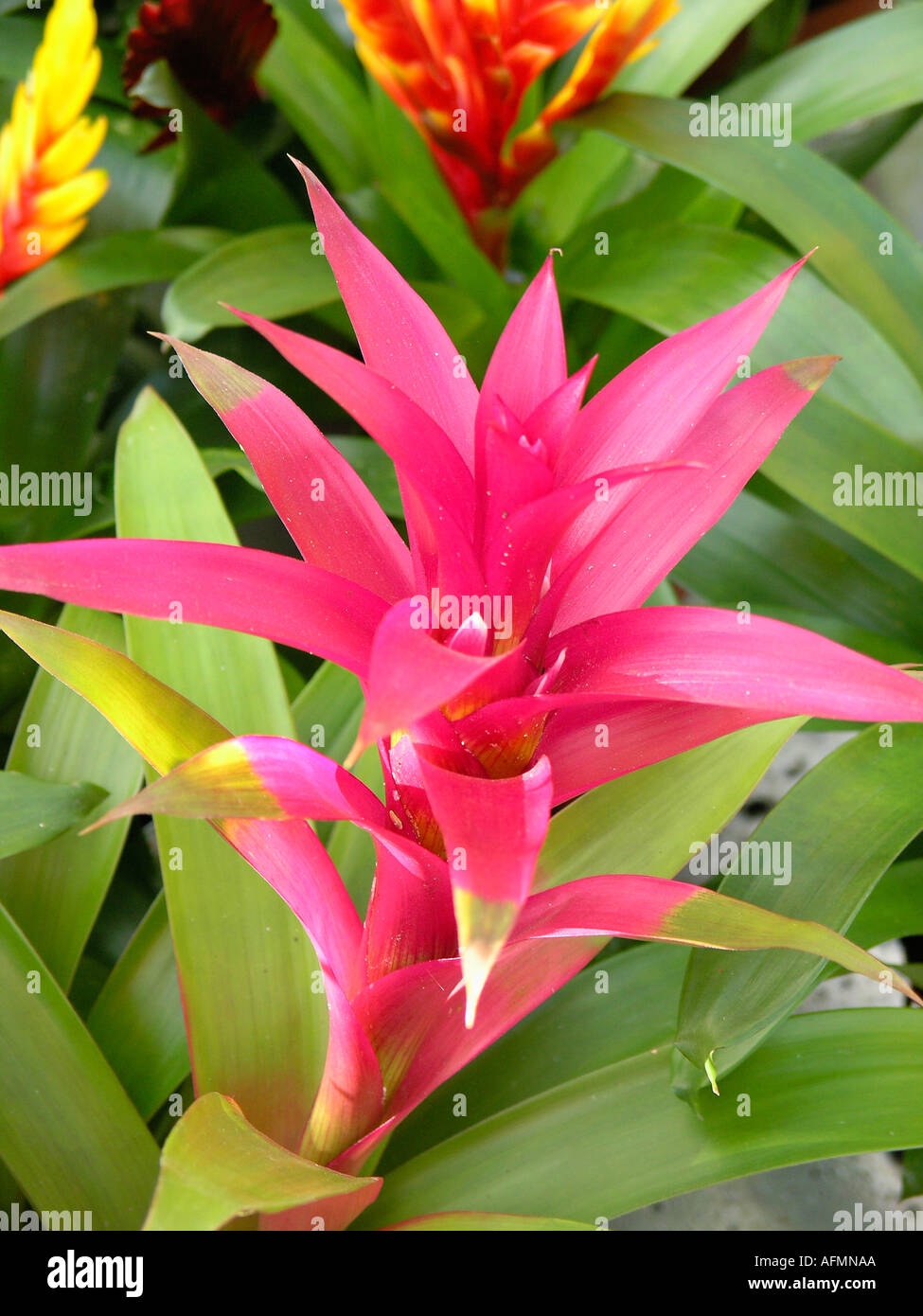 Guzmania sp hi-res stock photography and images - Alamy