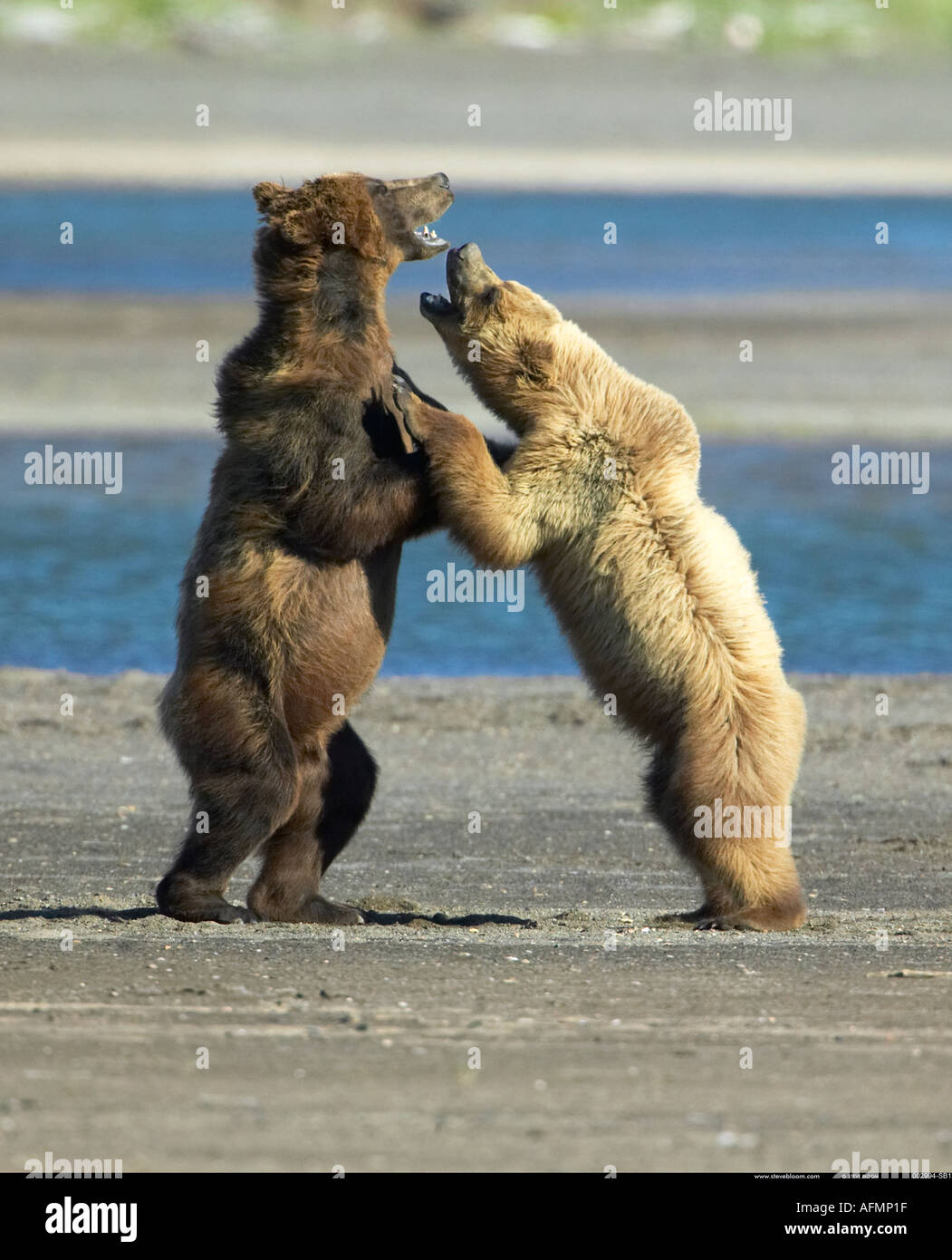 Young brown bears play fighting Katmai National Park Alaska Stock Photo