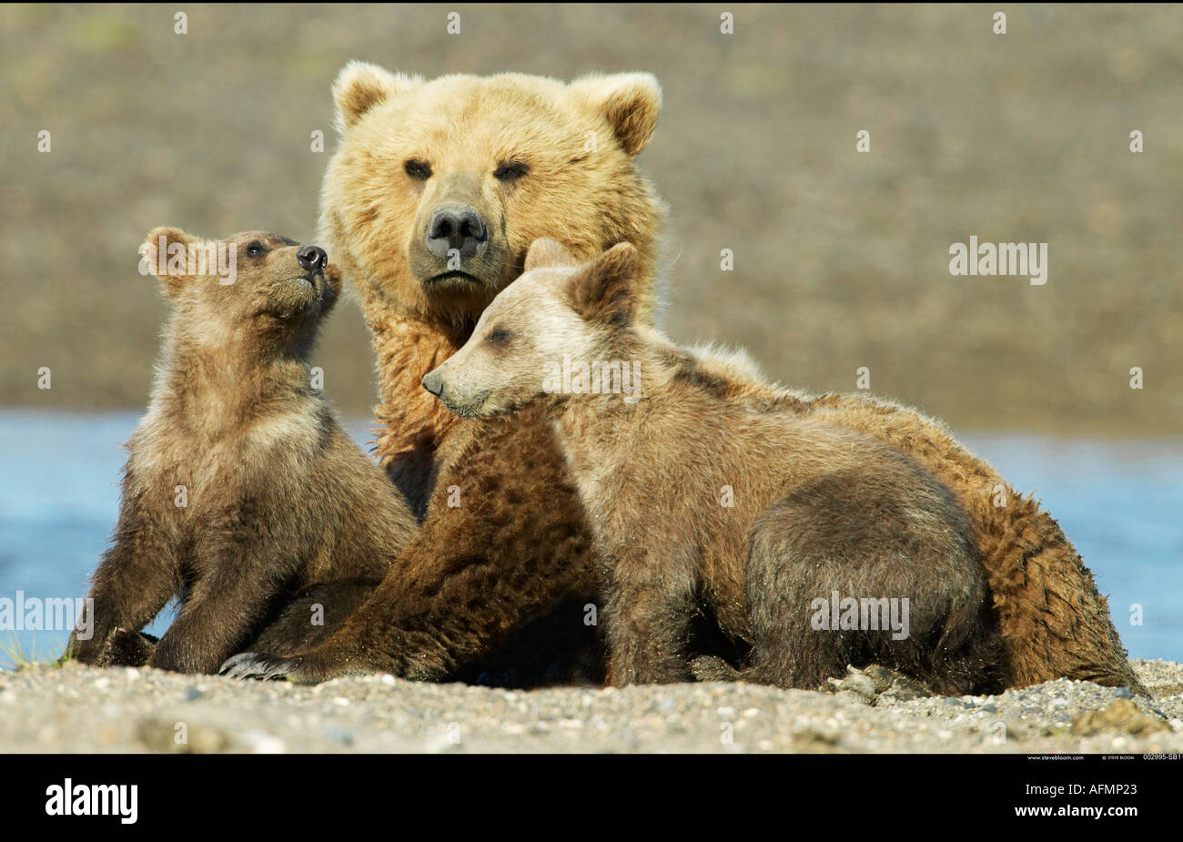 Brown bear mother and cubs Katmai National Park Alaska Stock Photo - Alamy