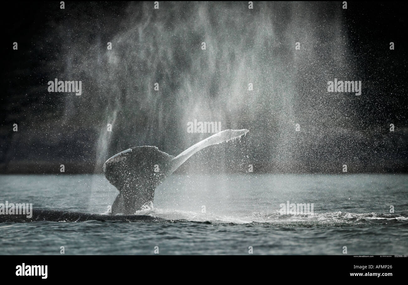 Grace the humpback whale hi-res stock photography and images - Alamy