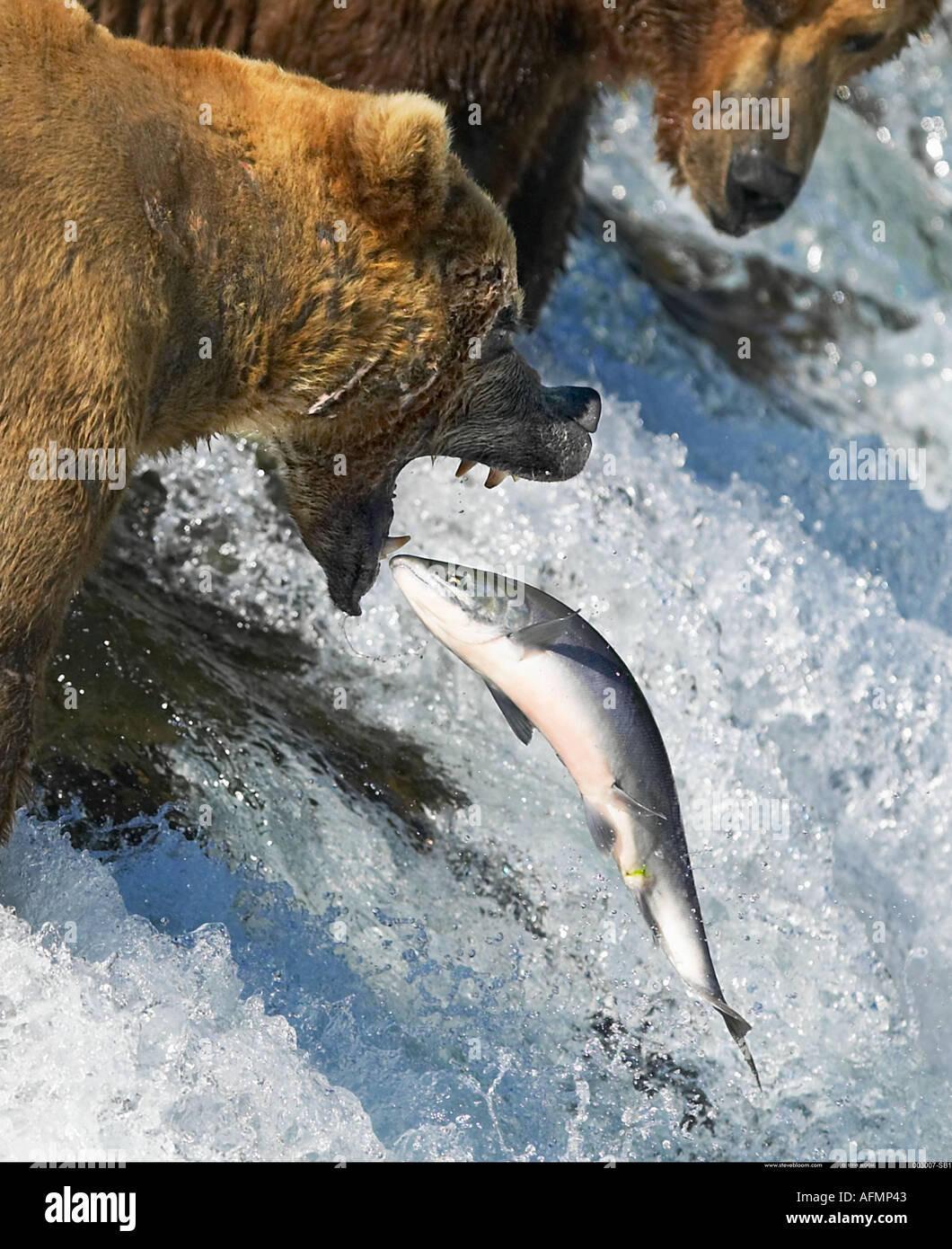 Grizzly bears catching salmon hi-res stock photography and images - Alamy