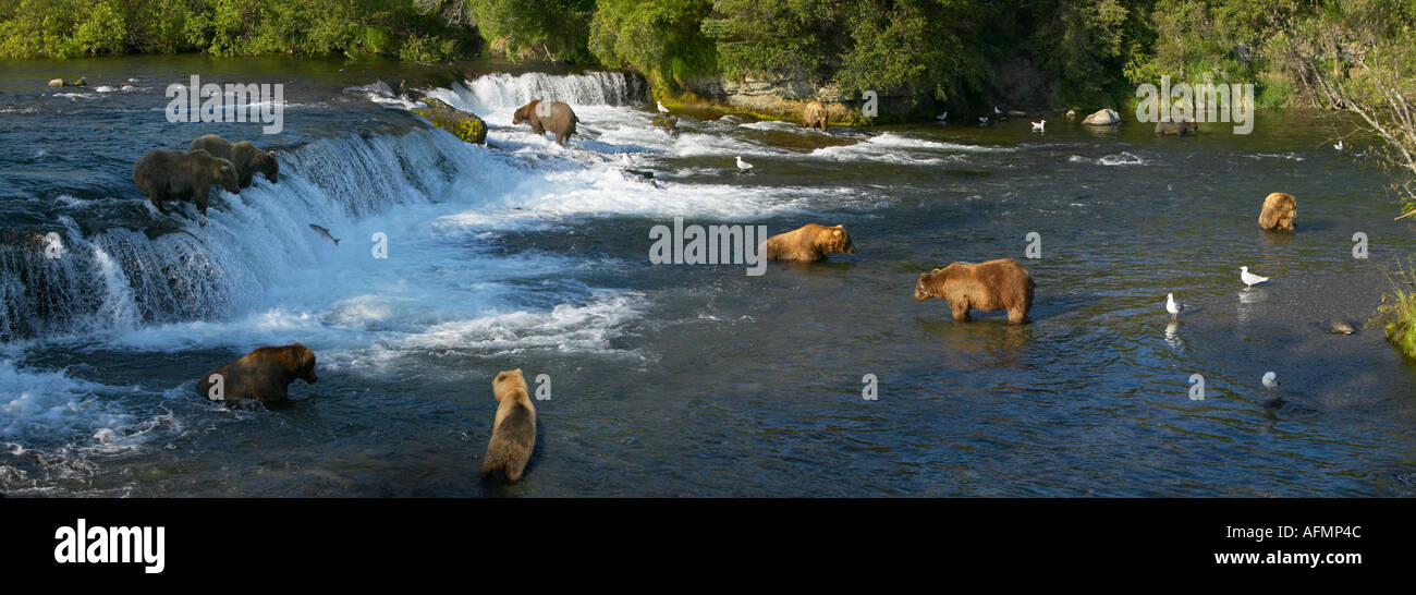 group-of-brown-bears-fishing-brooks-falls-katmai-national-park-alaska