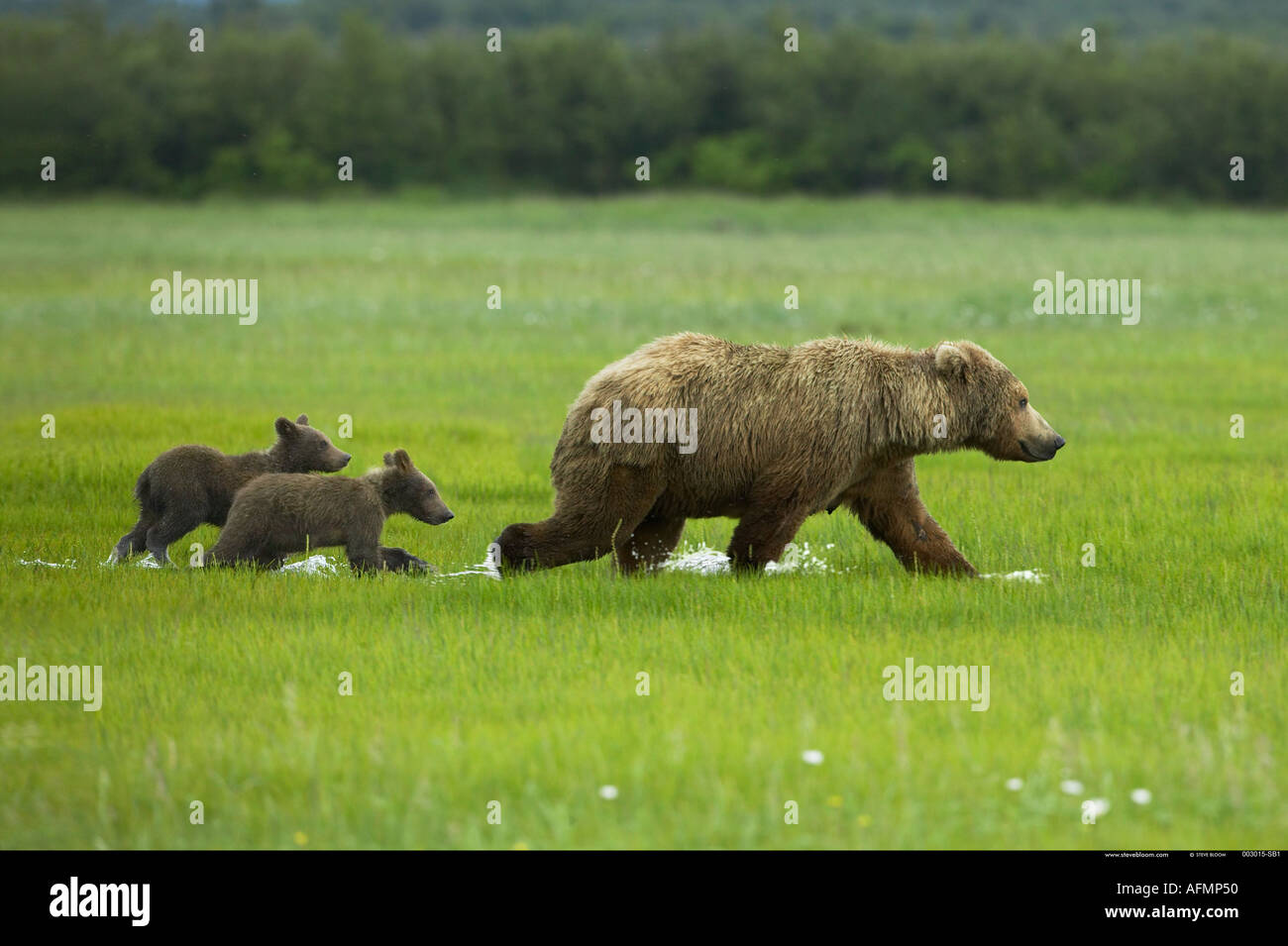 Brown Bear and cubs Katmai National Park Alaska Stock Photo - Alamy