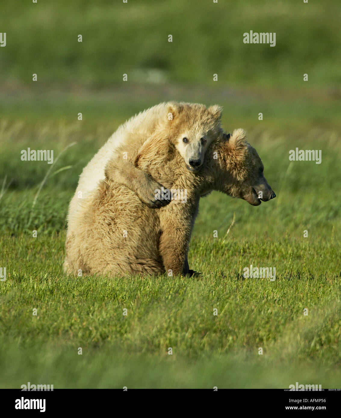 Brown Bear mother and cub Katmai National Park Alaska Stock Photo - Alamy