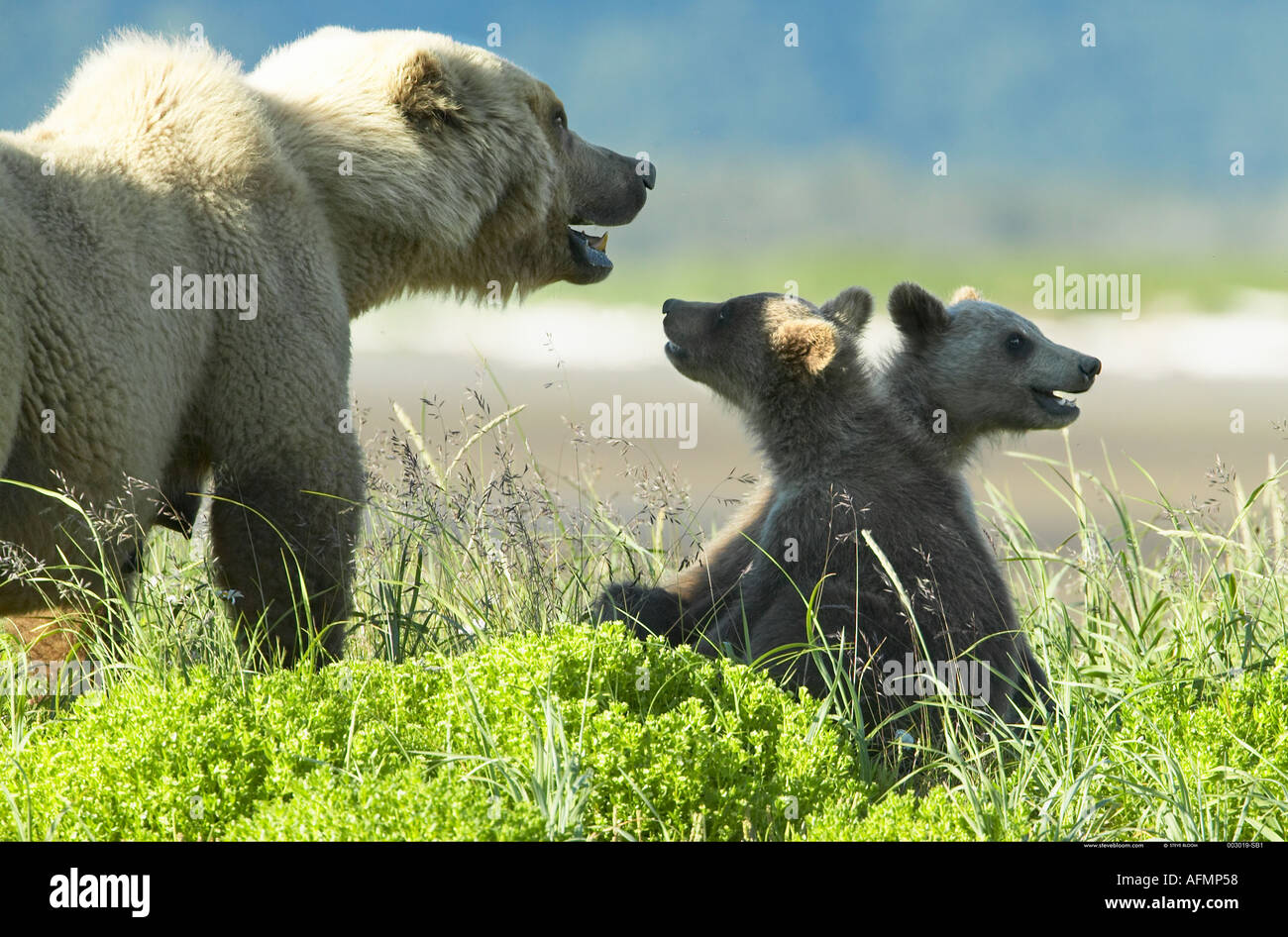 Brown Bear mother and cubs Katmai National Park Alaska Stock Photo - Alamy