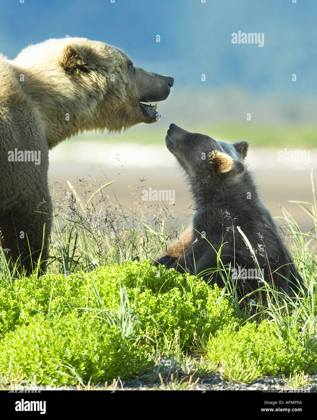 Brown Bear mother and cub Katmai National Park Alaska Stock Photo - Alamy