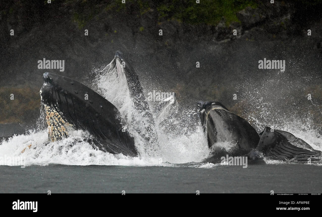 Humpback Whales bubble netting Petersberg Alaska Stock Photo