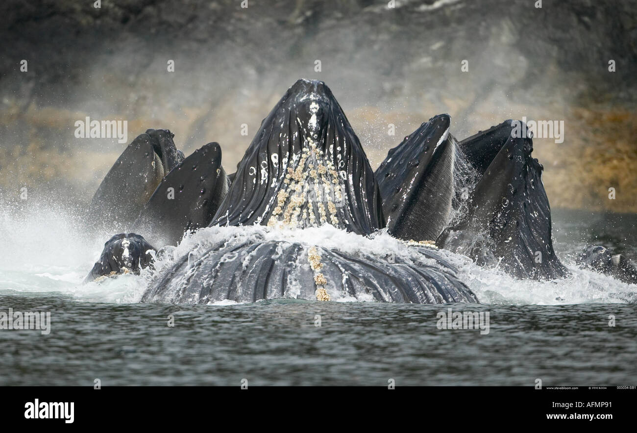 Bubble Netting Humpback Whales Petersberg Alaska Stock Photo