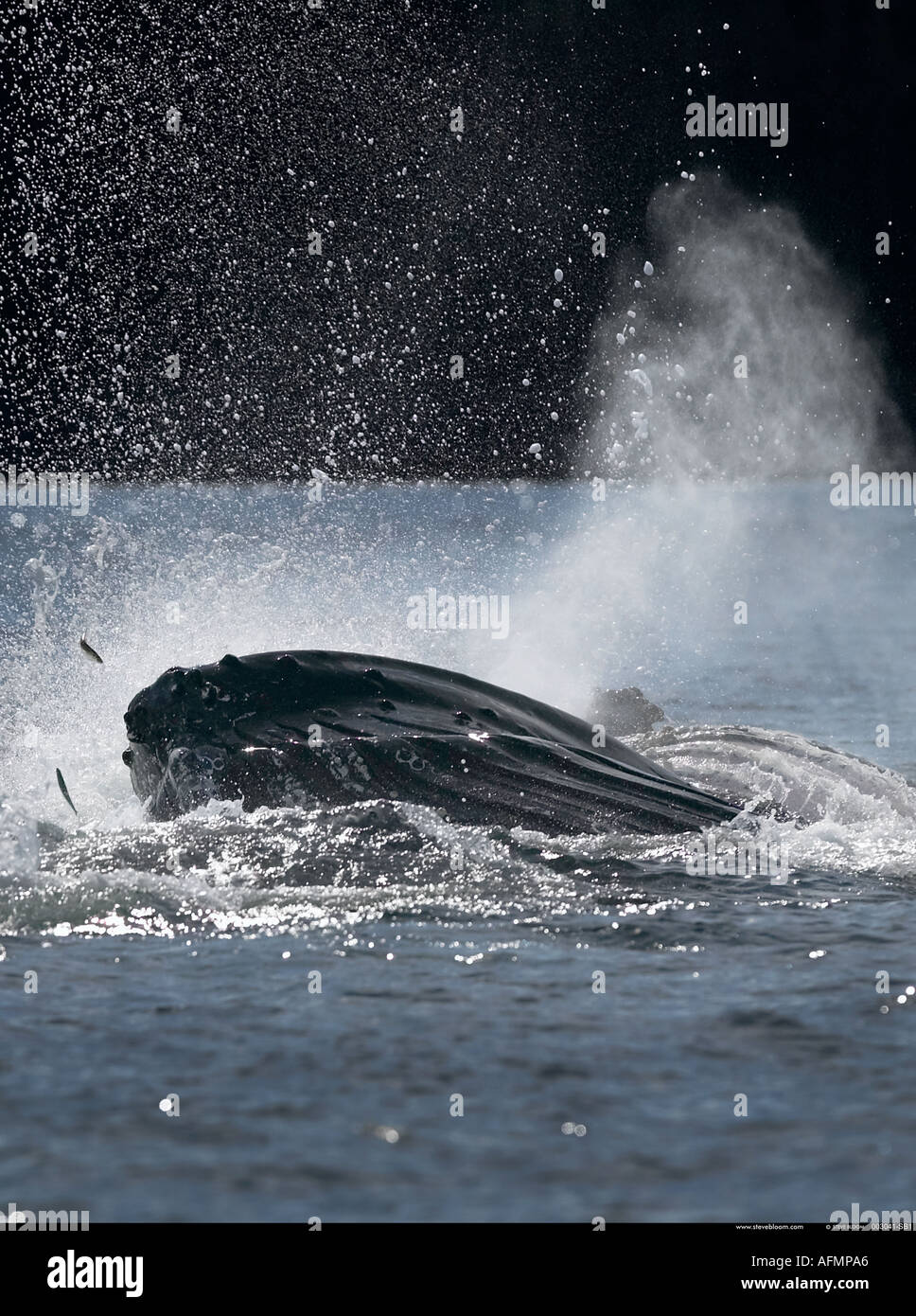 Humpback Whale bubble netting and blowing Petersberg Alaska Stock Photo