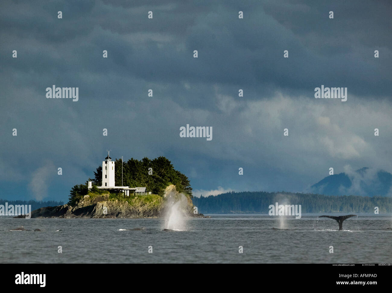 Humpback Whales blowing and diving and Five Fingers Lighthouse Petersberg Alaska Stock Photo