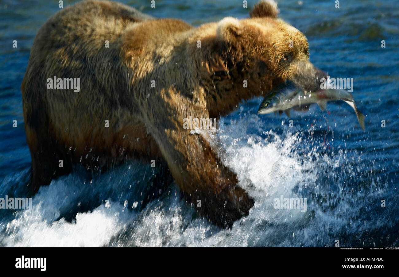 Salmon caught by Brown Bear Brooks Falls Alaska Stock Photo