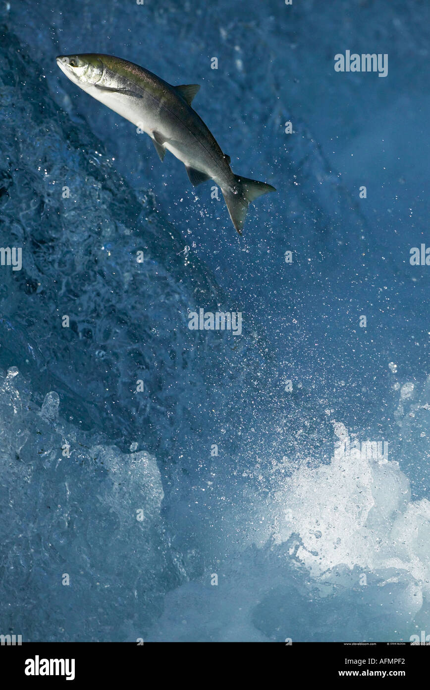 Salmon swimming up waterfall to spawning grounds Brooks Falls Alaska Stock Photo