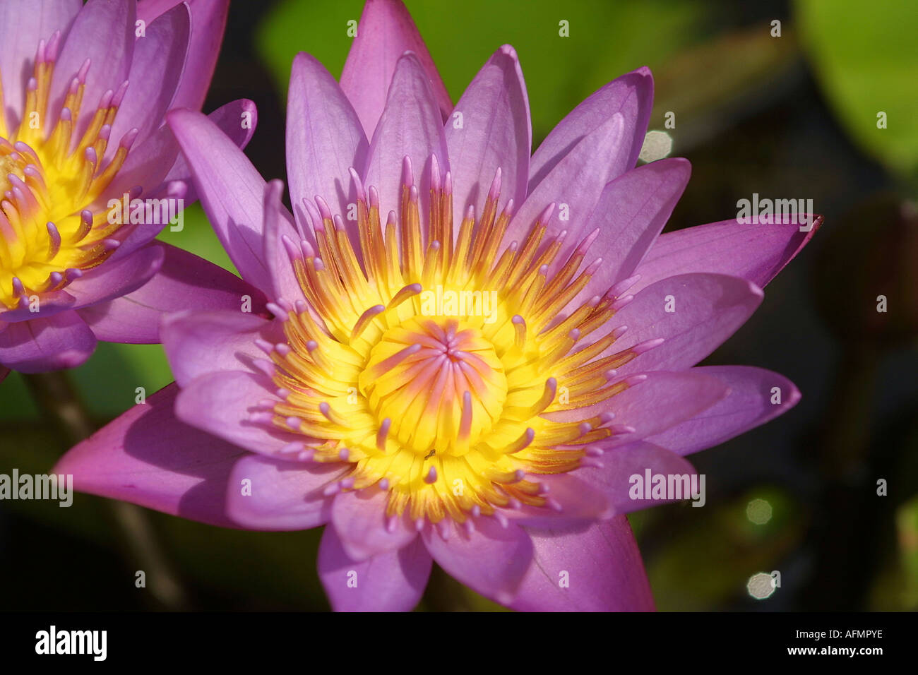 India Kerala Kovalam lotus flower Stock Photo