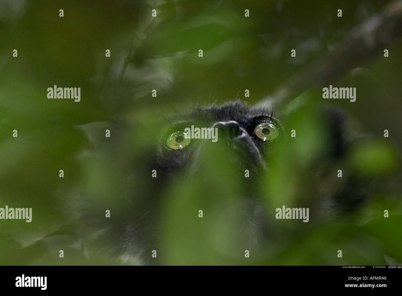 Indri lemur peering out of vegetation Perinet Madagascar Stock Photo