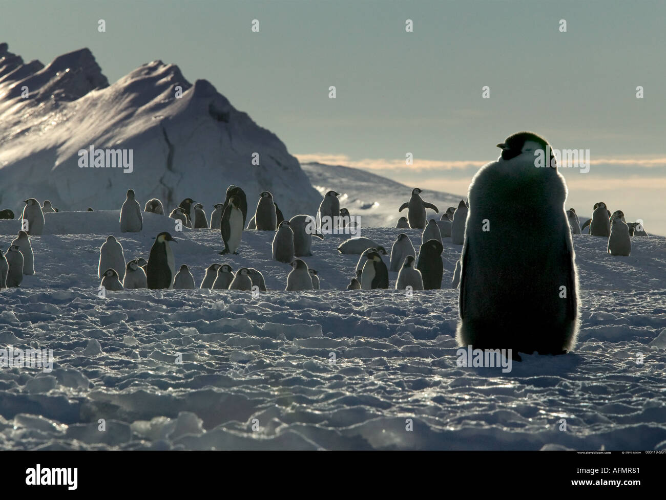 Young Emperor penguin waiting for food Cape Washington Antarctica Stock Photo
