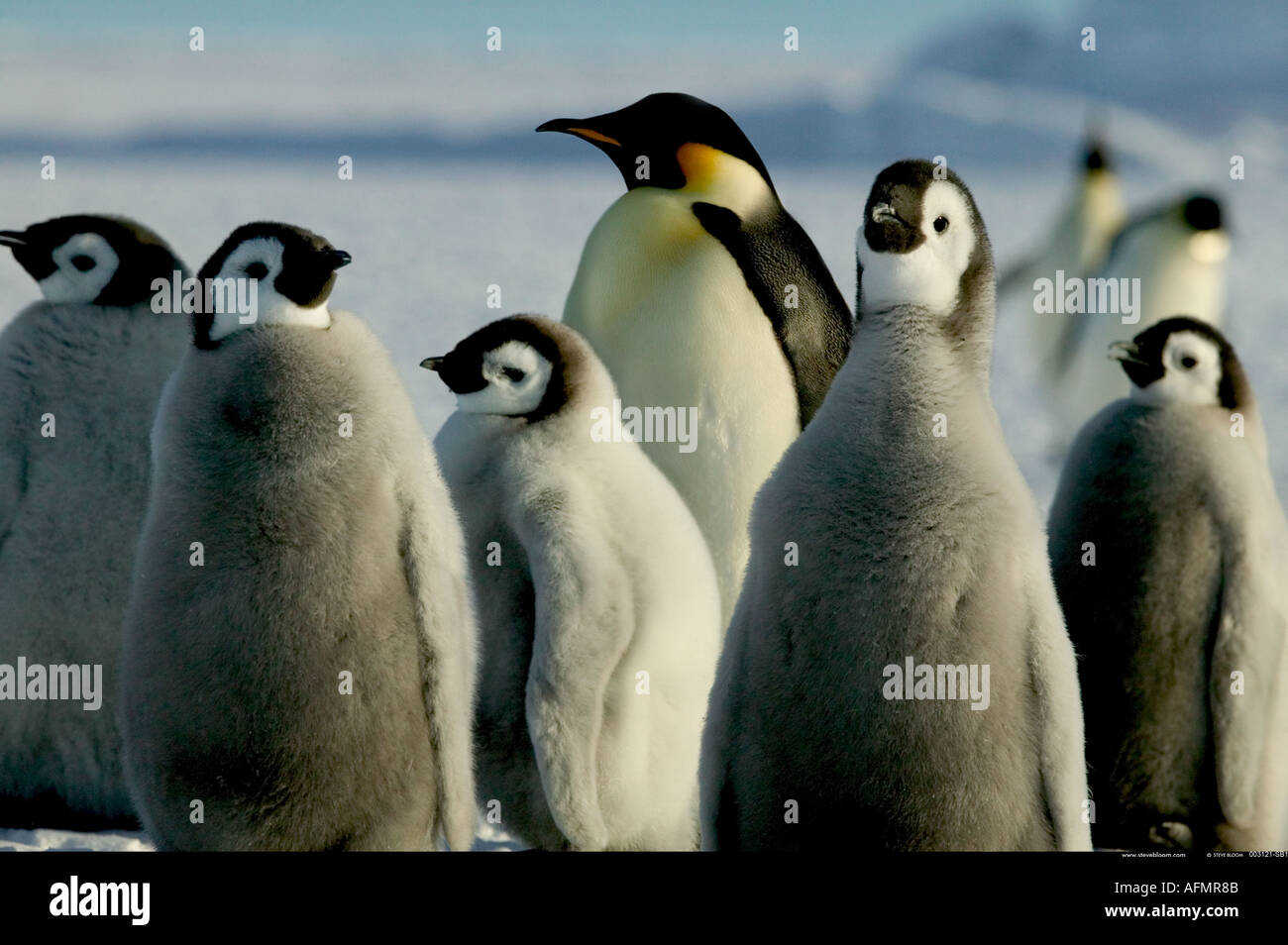 Adult Emperor penguin and young Cape Washington Antarctica Stock Photo