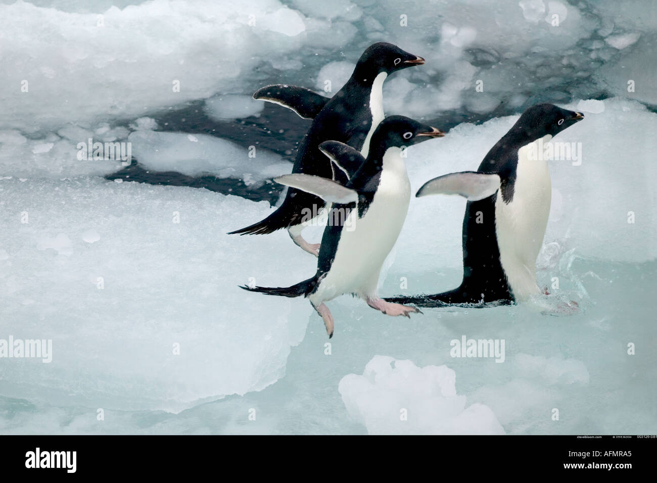 Three Adelie Penguins jumping into the water Paulet Island Antarctica Stock Photo