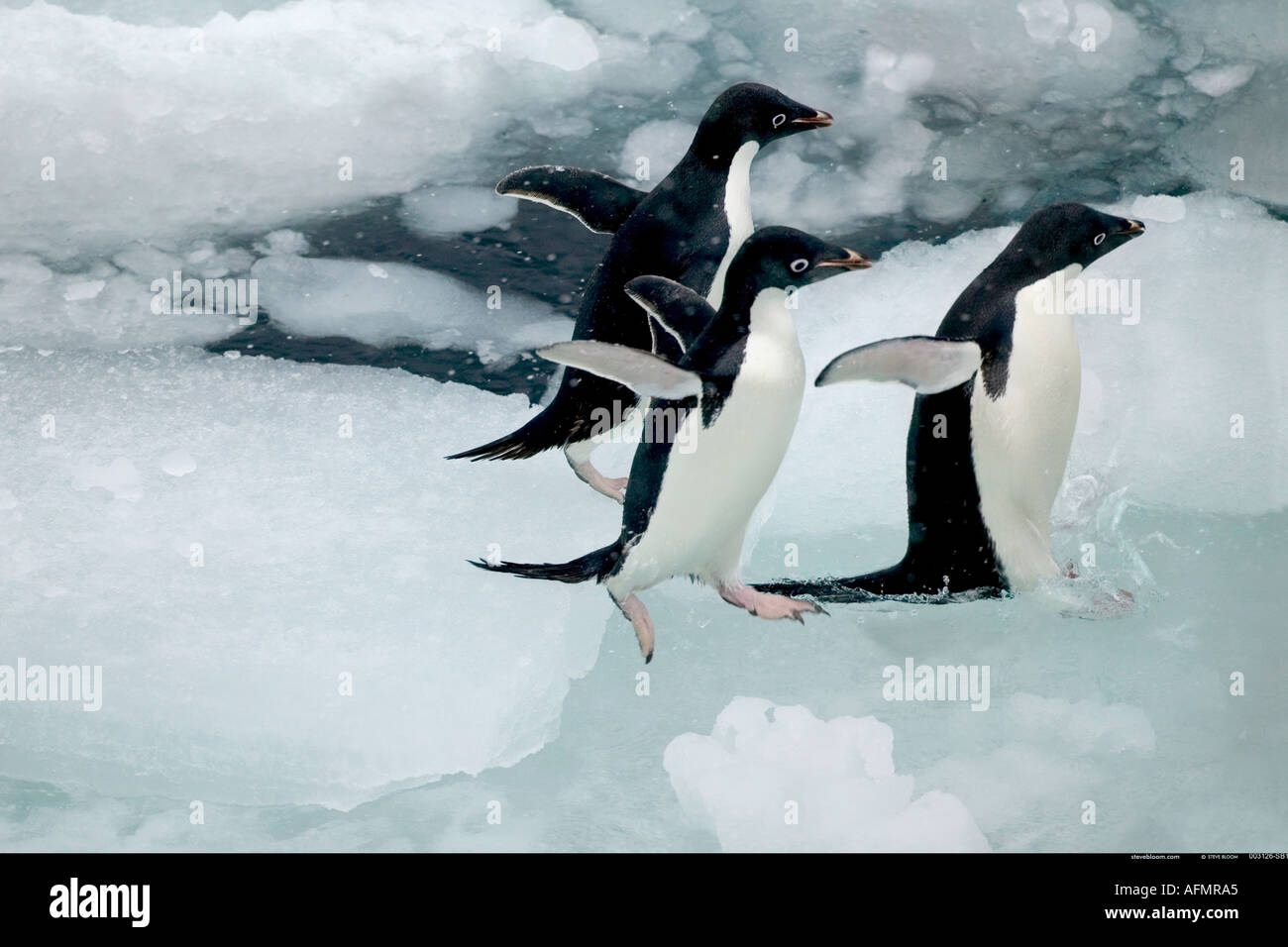 Penguins jumping hi-res stock photography and images - Alamy