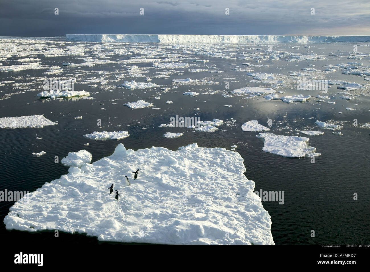 Adelie penguins on ice floe in front of B 15 the world s biggest iceberg Antarctica Stock Photo