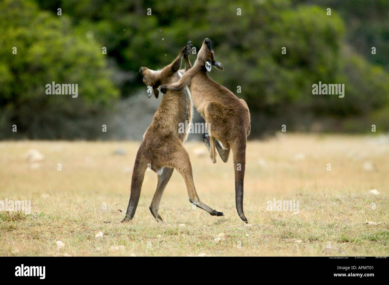 Two kangaroos fighting Kangaroo Island Australia Stock Photo - Alamy