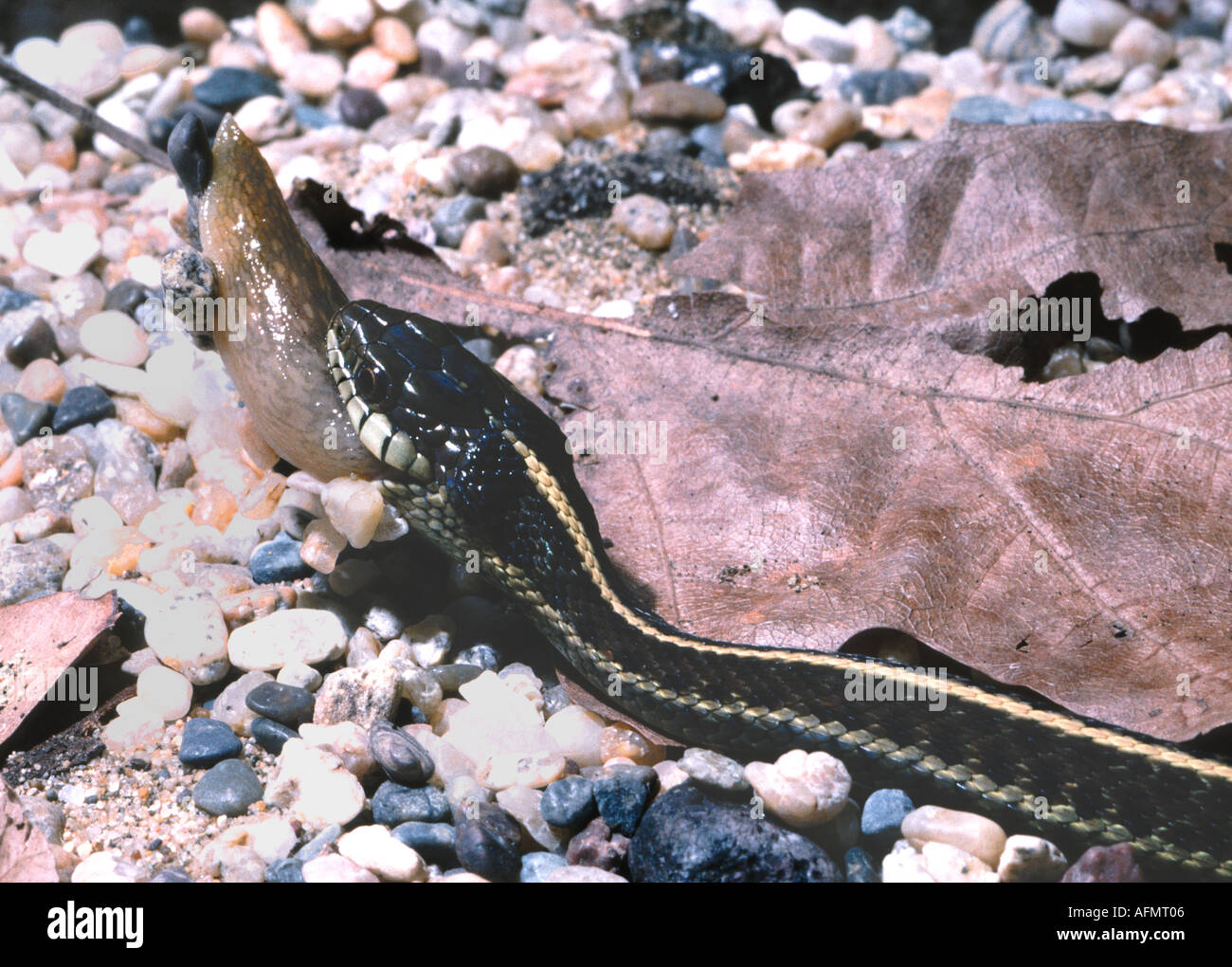 22057 Western Garter Snake Thamnophis Elegans Eating A Slug