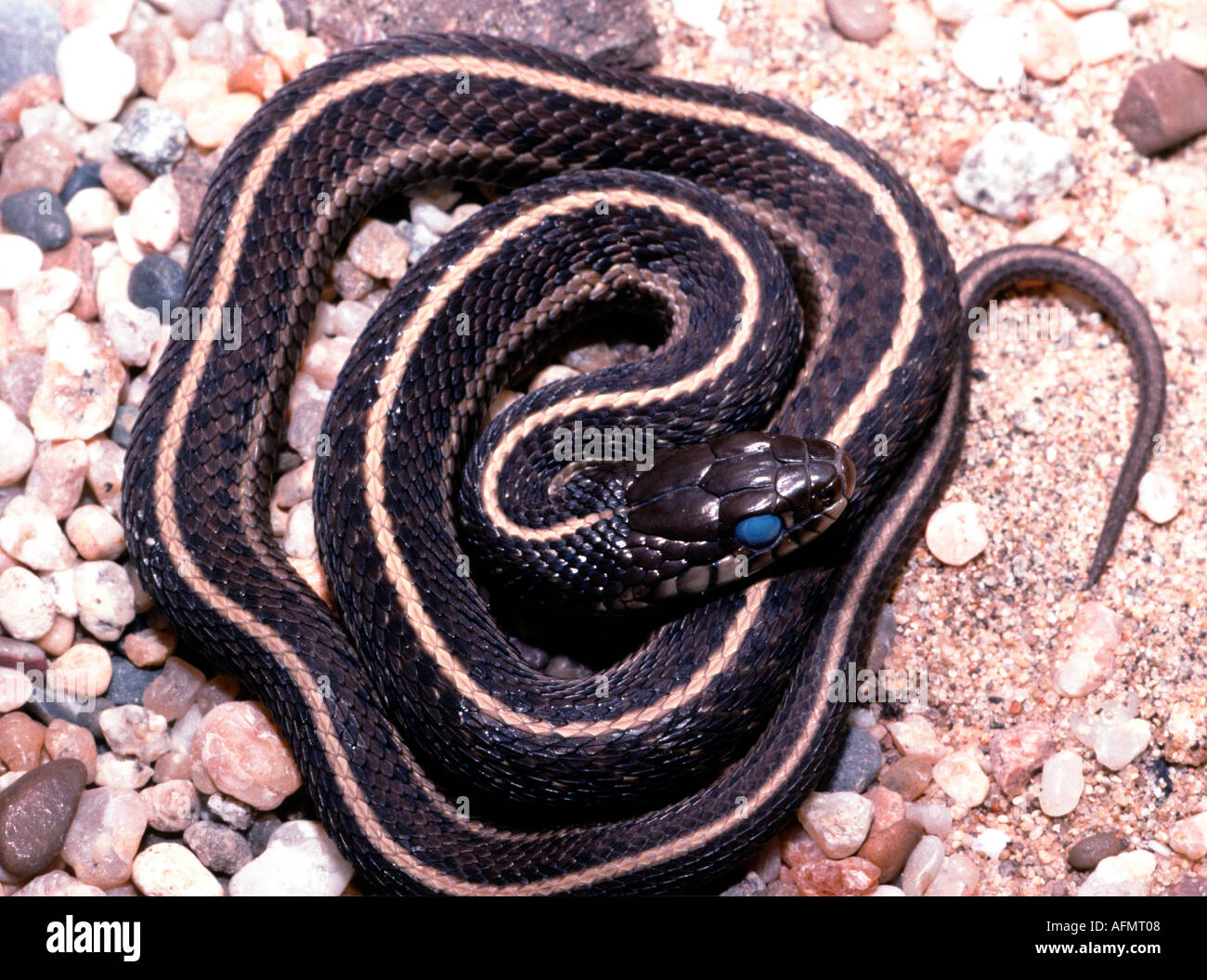 22076 western garter snake Thamnophis elegans eyes have milky apearance ...