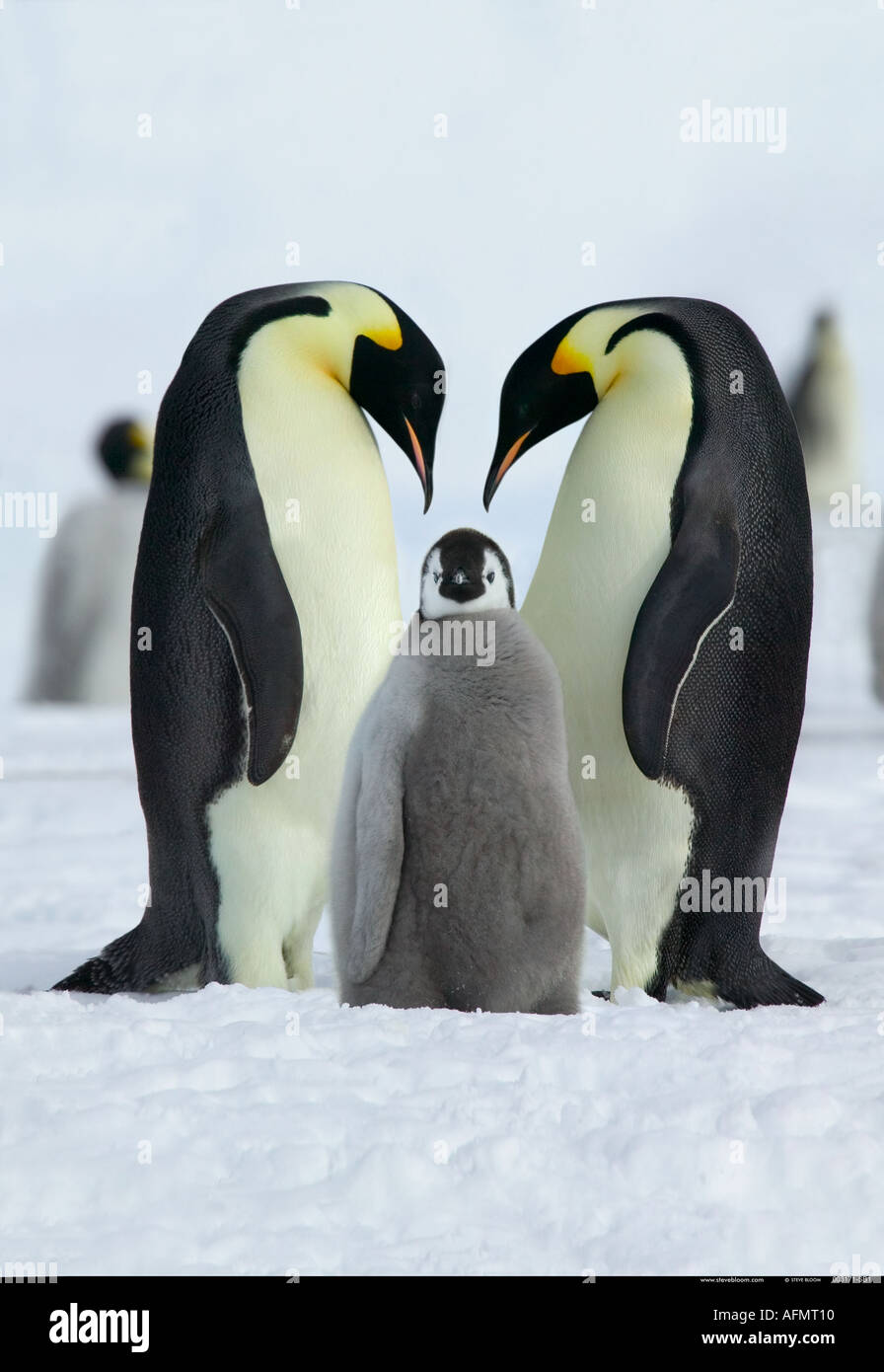 Emperor penguin parents and chick Coulman Island Antarctica Stock Photo