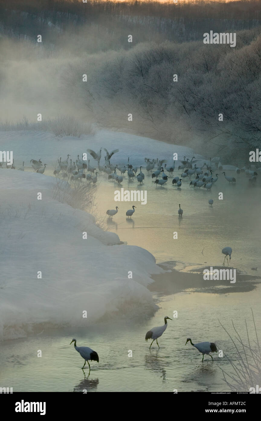 Japanese Cranes on the island of Hokkaido Japan Stock Photo