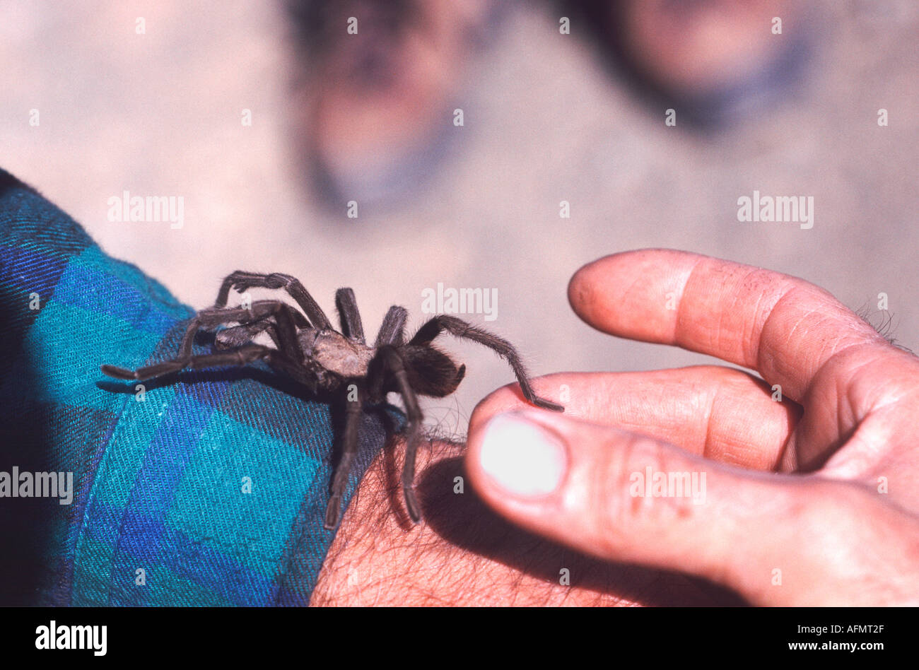 Tarantula spider on human arm Monte Bello Open Space Preserve Santa Cruz Mountains California USA arachnids venom hand Stock Photo