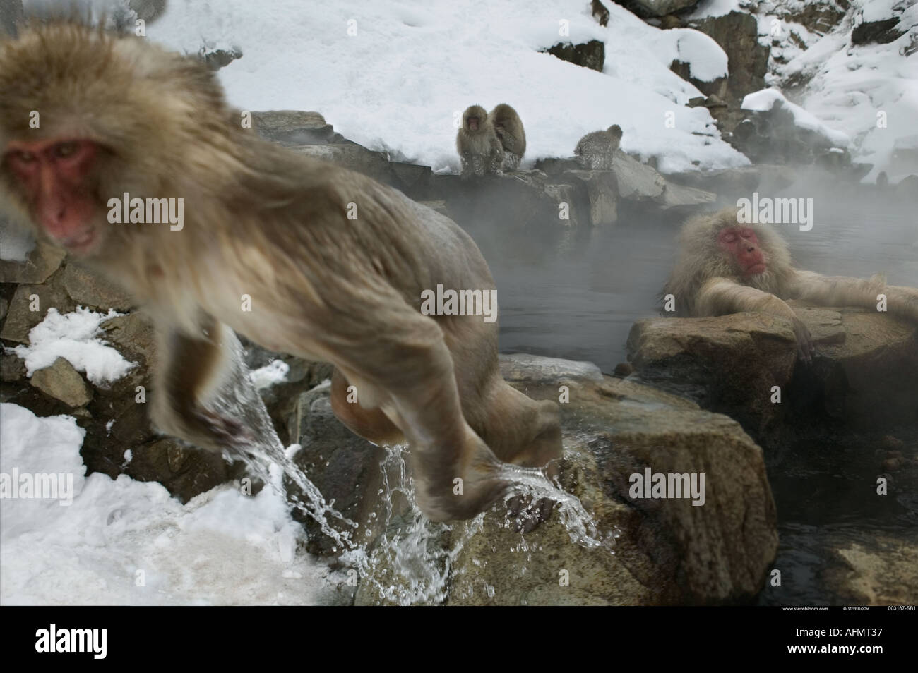 Snow monkey leaping out of the hot springs Jigokudani National Park ...