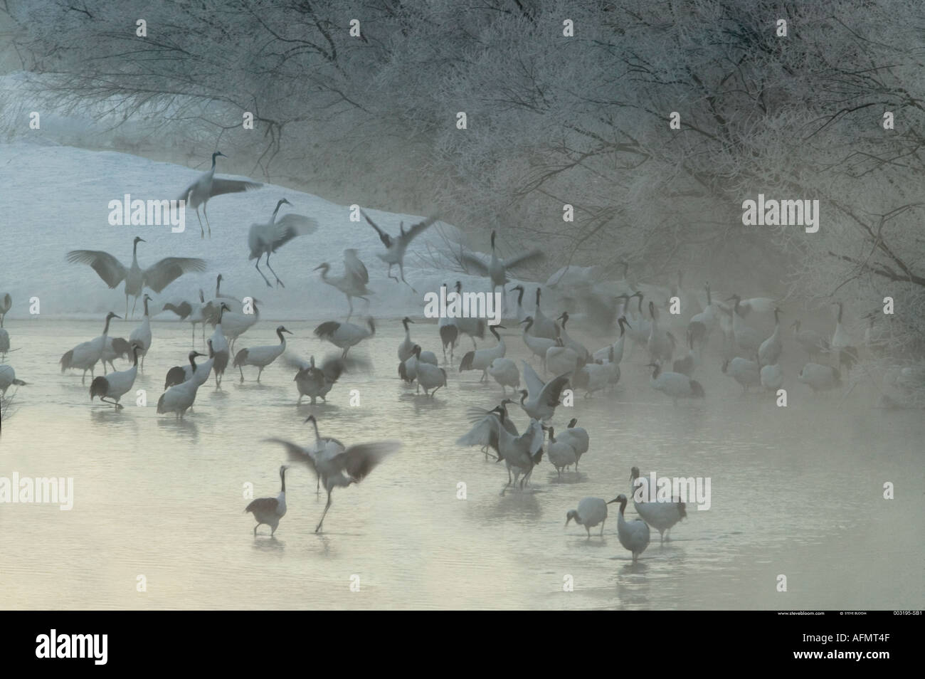 Japanese Cranes dancing in the morning mist Hokkaido Island Japan Stock