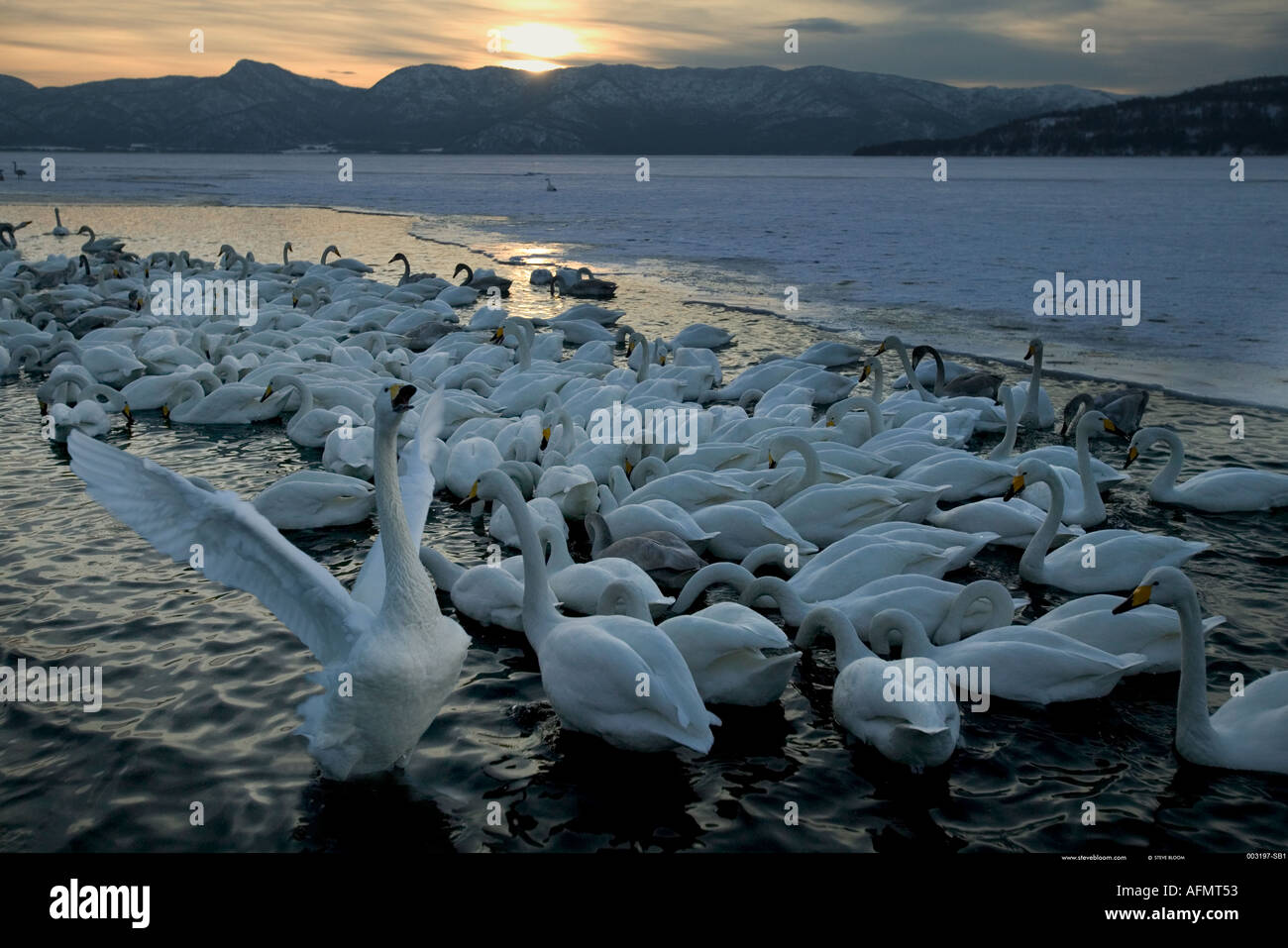 Whooper Swans on the shoreline Hokkaido Island Japan Stock Photo