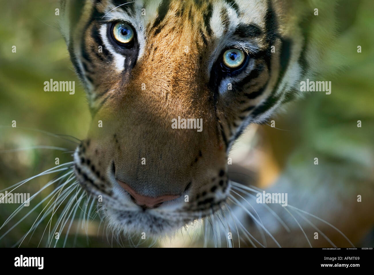 Bengal Tiger looking up Bandhavgarh India Stock Photo