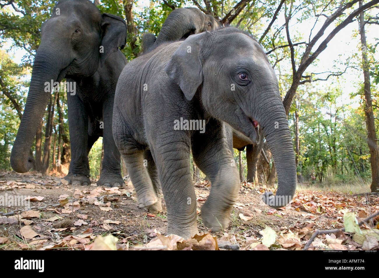 Young Indian Elephant leading his parents Bandhavgarh India Stock Photo