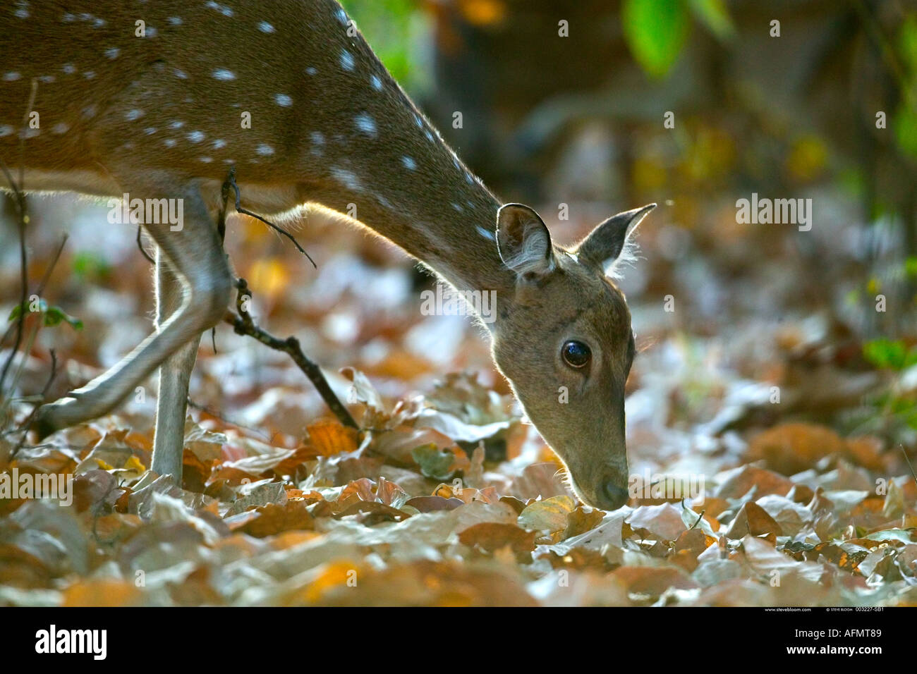 Chital or Spotted Deer foraging for food Bandhavgarh India Stock Photo