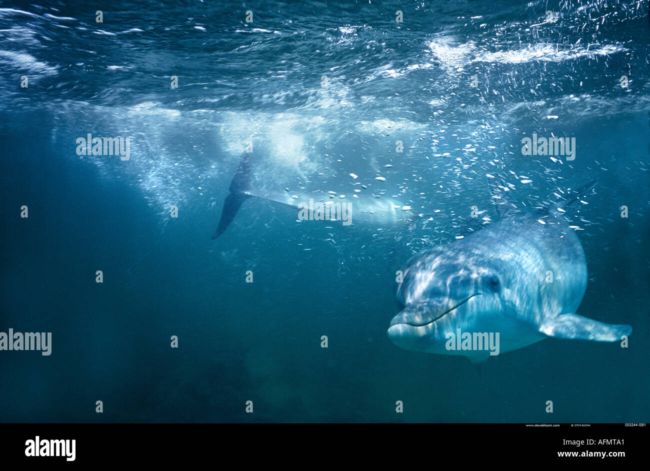 Bottlenose Dolphin swimming underwater Honduras Stock Photo