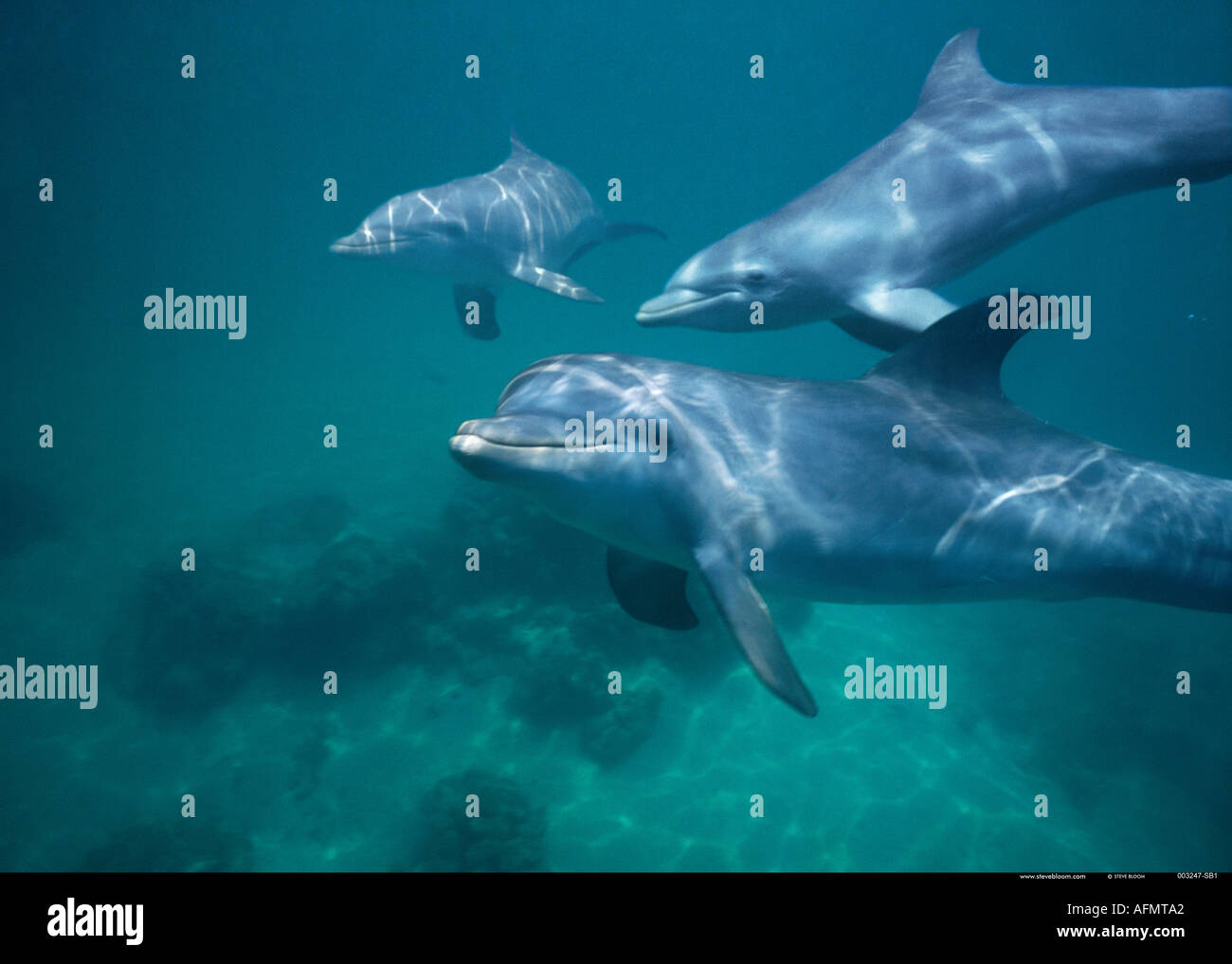 Bottlenose Dolphins swimming underwater Honduras Stock Photo