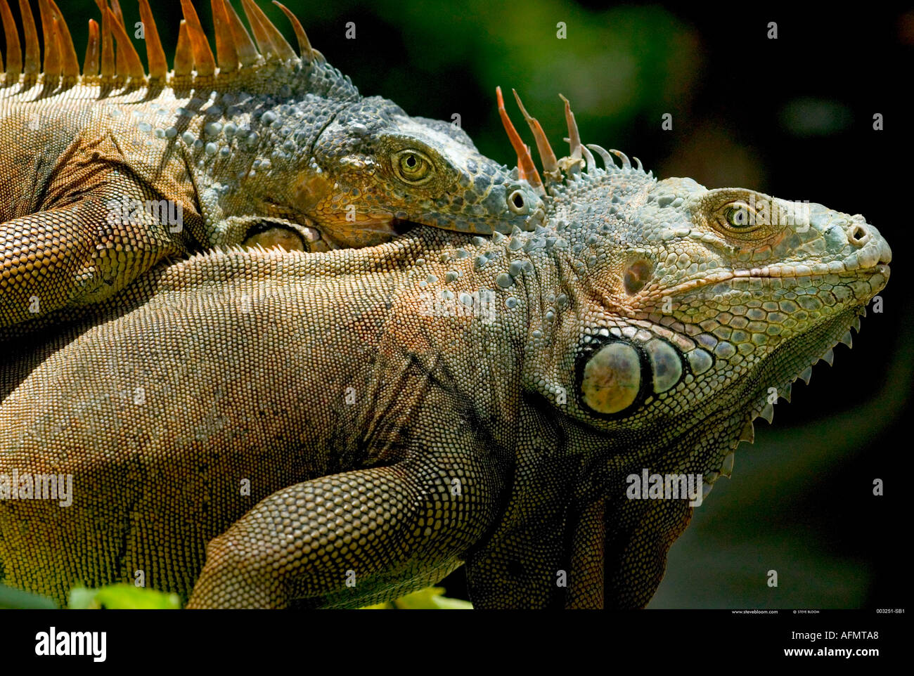 Two green iguanas Honduras Stock Photo