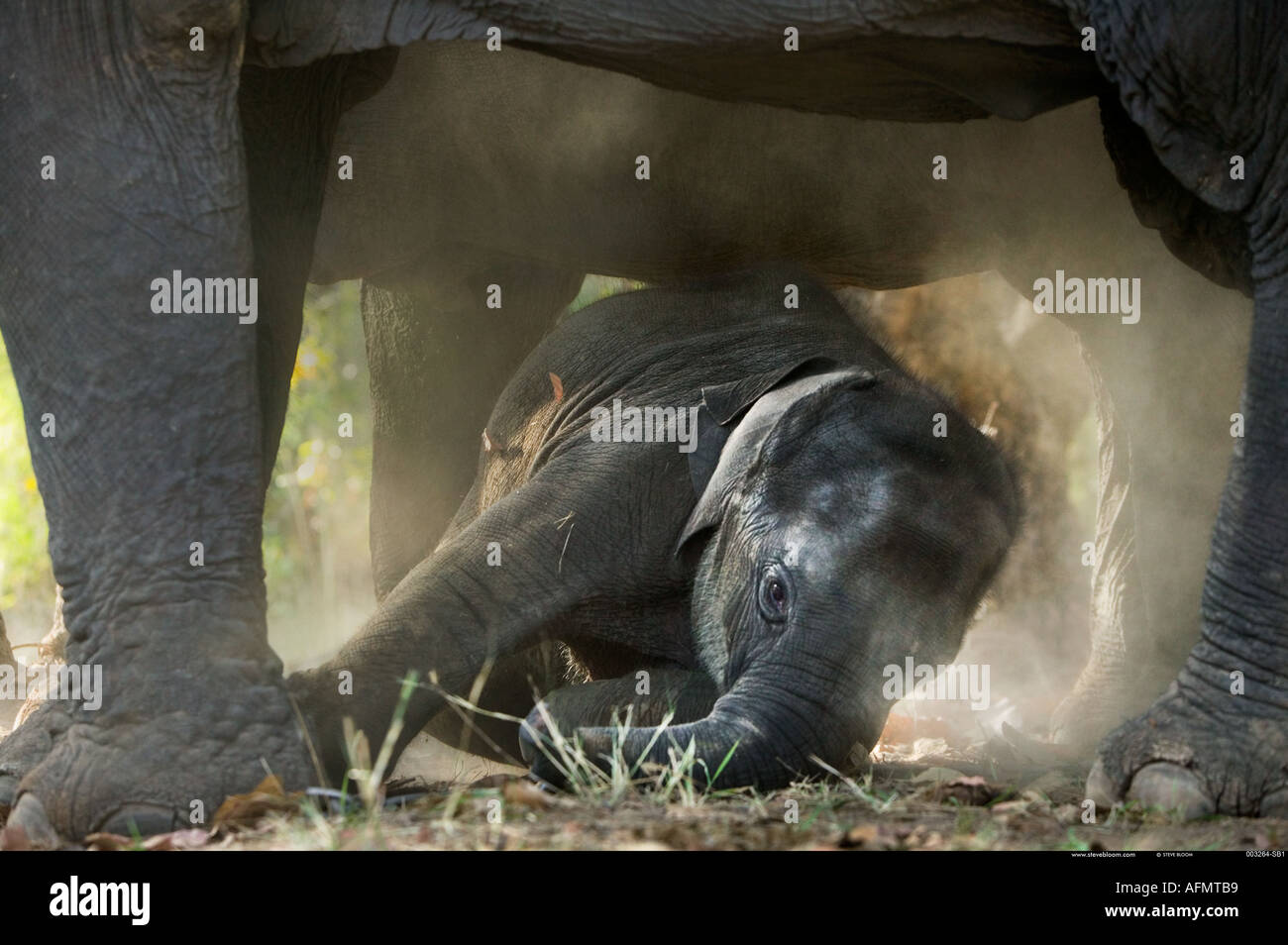 African elephants and calf Masai Mara Kenya Stock Photo - Alamy