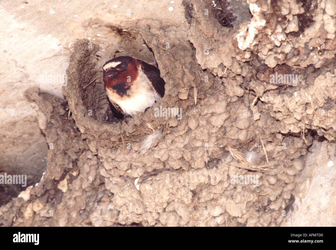 Cliff swallow Hirundo pyrrhonota in mud nest under a bridge Lake Merced San Francisco California USA bird parent adu Stock Photo