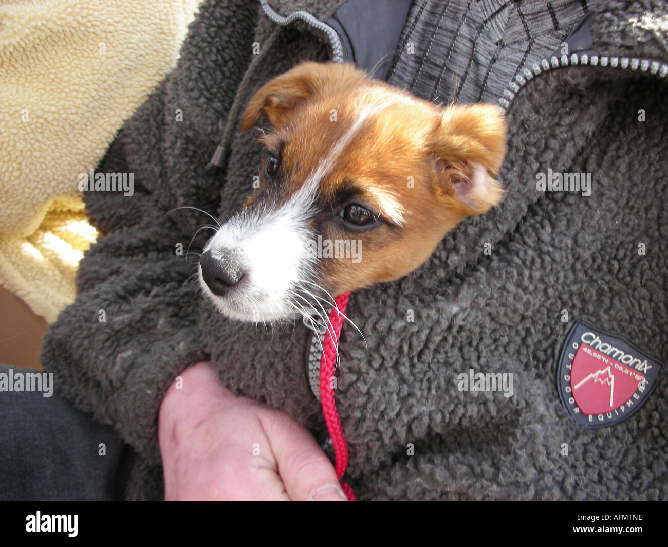 Cute little puppy terrier hiding in owner's jacket for protection Stock Photo
