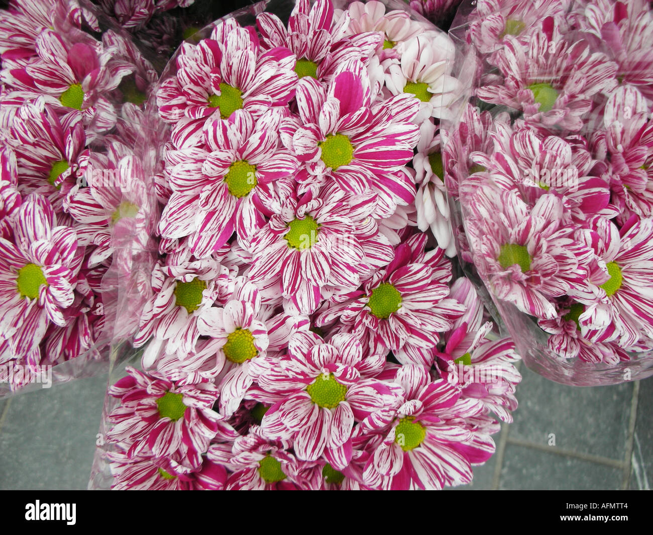 Bunch of purple and white daisies at market stall display Stock Photo