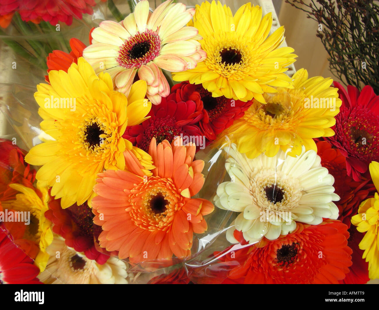 Market stall display with bouquet of assorted flowers such as ox-eye daisies gerbera African daisy Transvaal daisy Stock Photo