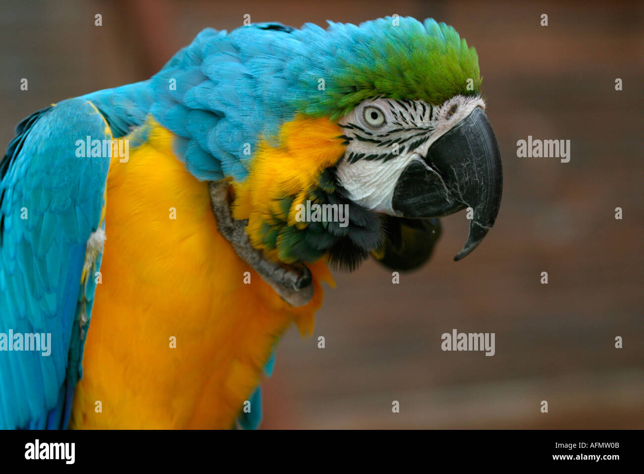 Close up of Blue and Yellow Macaw Stock Photo
