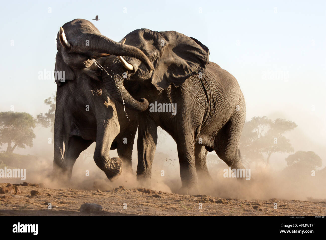 african elephant fighting