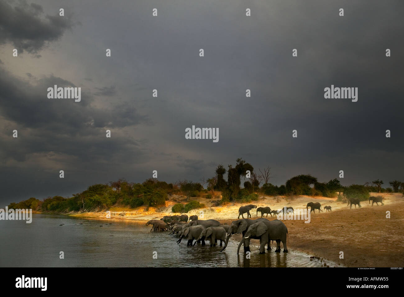 Herd of African elephants drinking beside the river Chobe Botswana Stock Photo