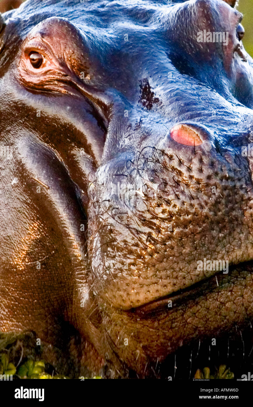 Close up of a hippopotamus Okavango Delta Botswana Stock Photo