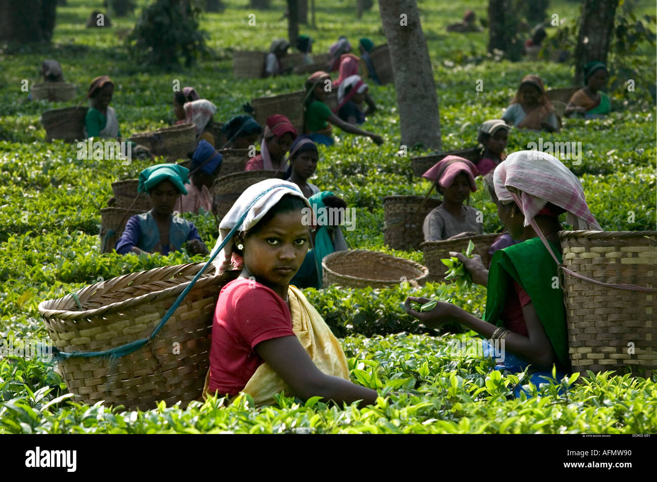 Tea pickers in Assam India Stock Photo