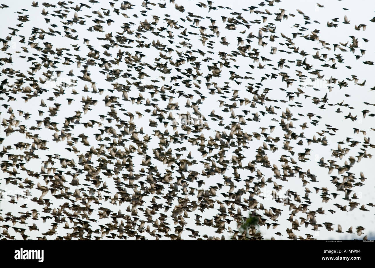 A flock of Redbilled Queleas Savuti Botswana Stock Photo